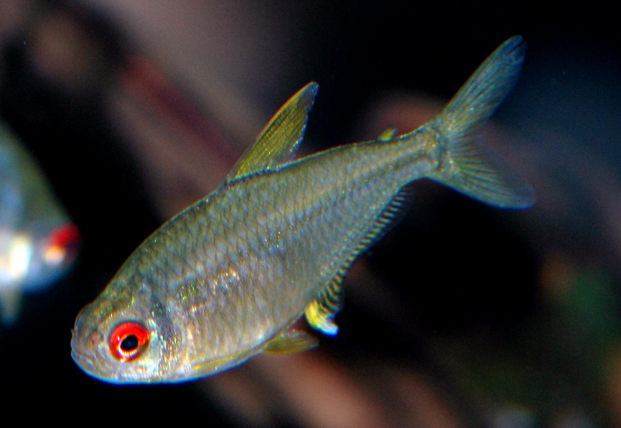 Hyphessobrycon pulchripinnis